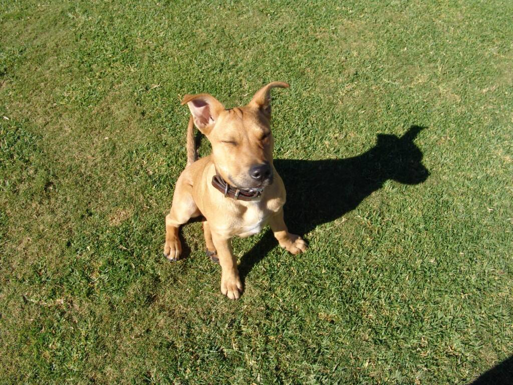 Robustus - 2009 to 28 September 2019