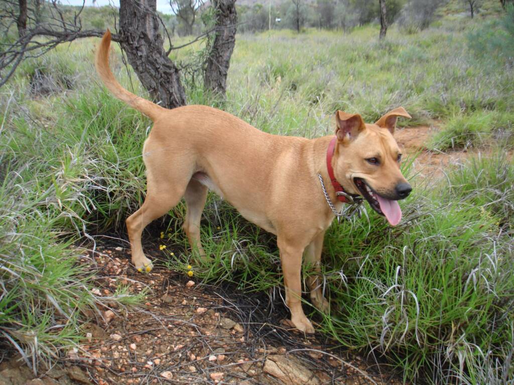 Robustus - 2009 to 28 September 2019