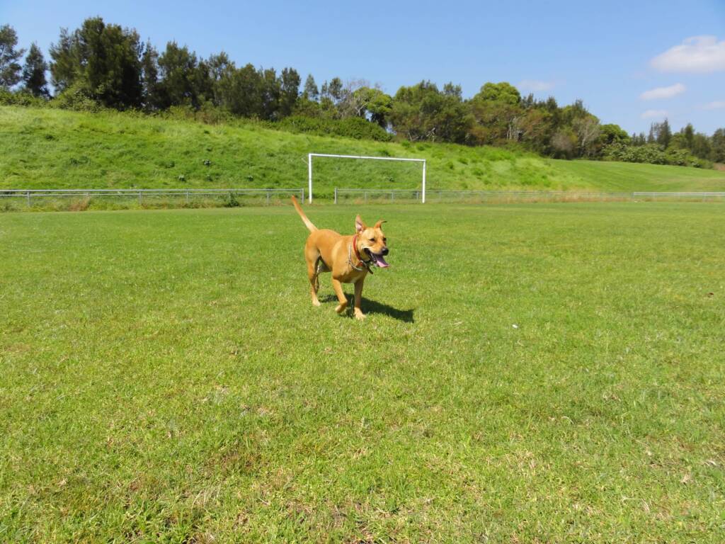 Robustus - 2009 to 28 September 2019