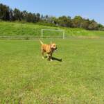 Robustus - 2009 to 28 September 2019