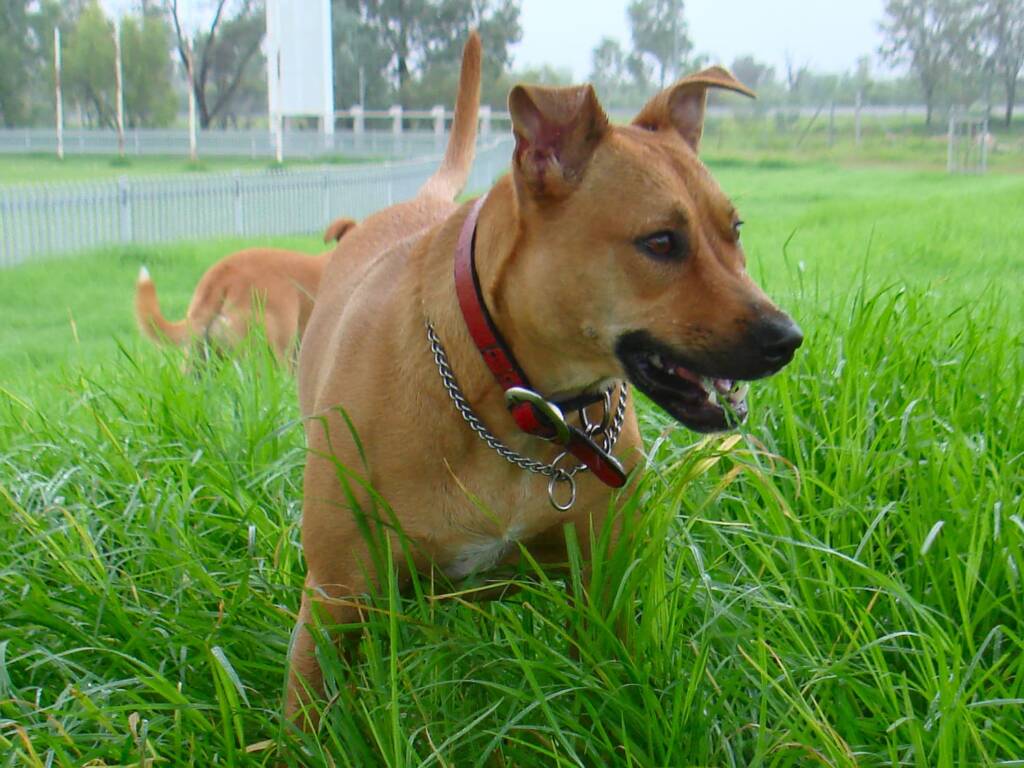 Robustus - 2009 to 28 September 2019
