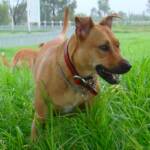 Robustus - 2009 to 28 September 2019