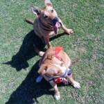 Pup and Ro