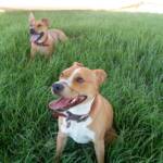 Pup and Ro