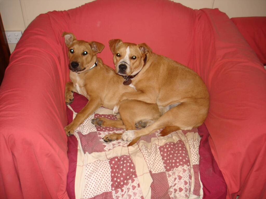 Robustus - 2009 to 28 September 2019
