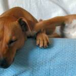ro-pup-20090522-09-scaled.jpg