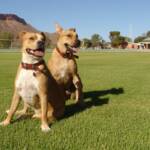 Pup and Ro