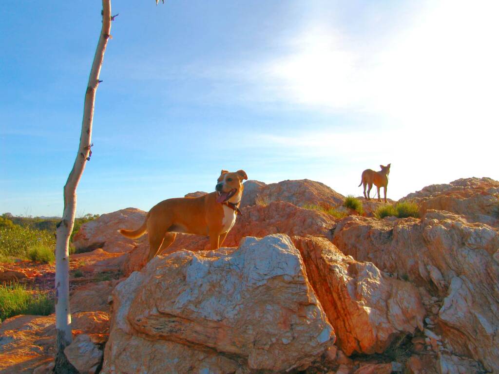 Pup and Ro