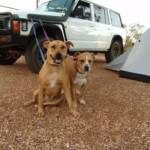 Pup and Ro