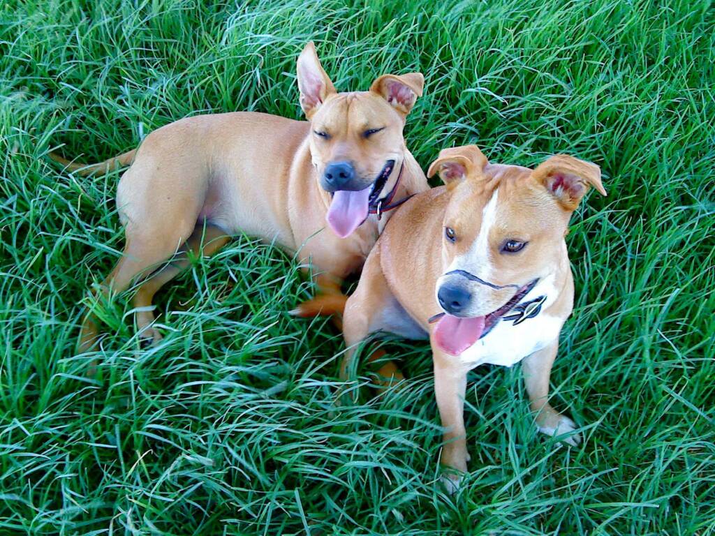 Pup and Ro