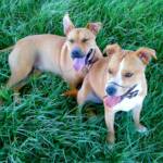 Pup and Ro