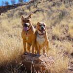 Pup and Ro