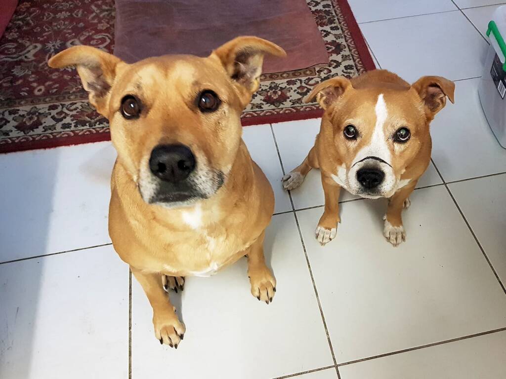 Pup and Ro