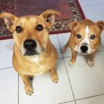 Pup and Ro