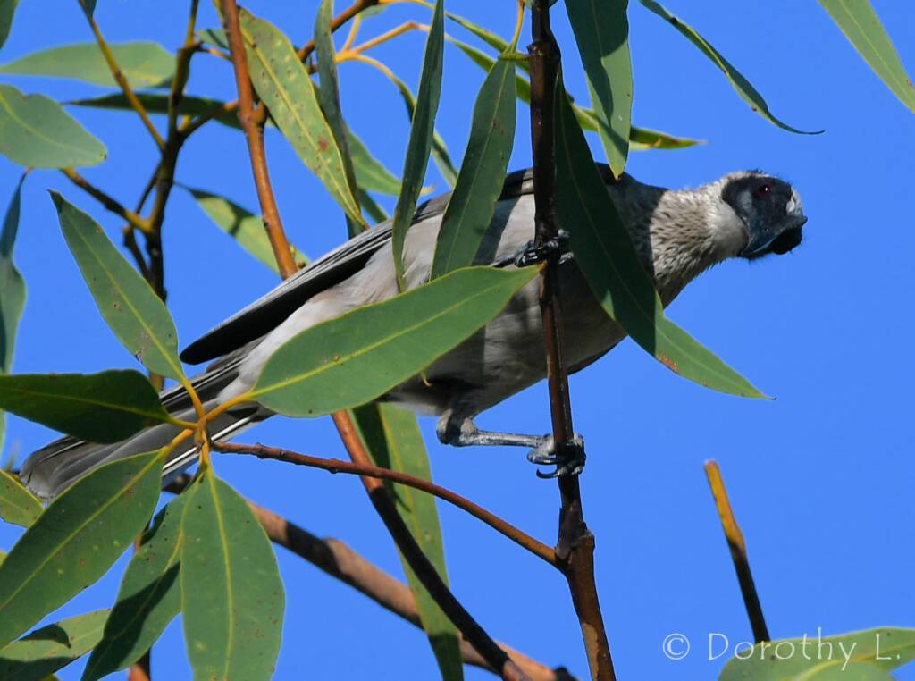 Silver-crowned Friarbird (Philemon argenticeps)