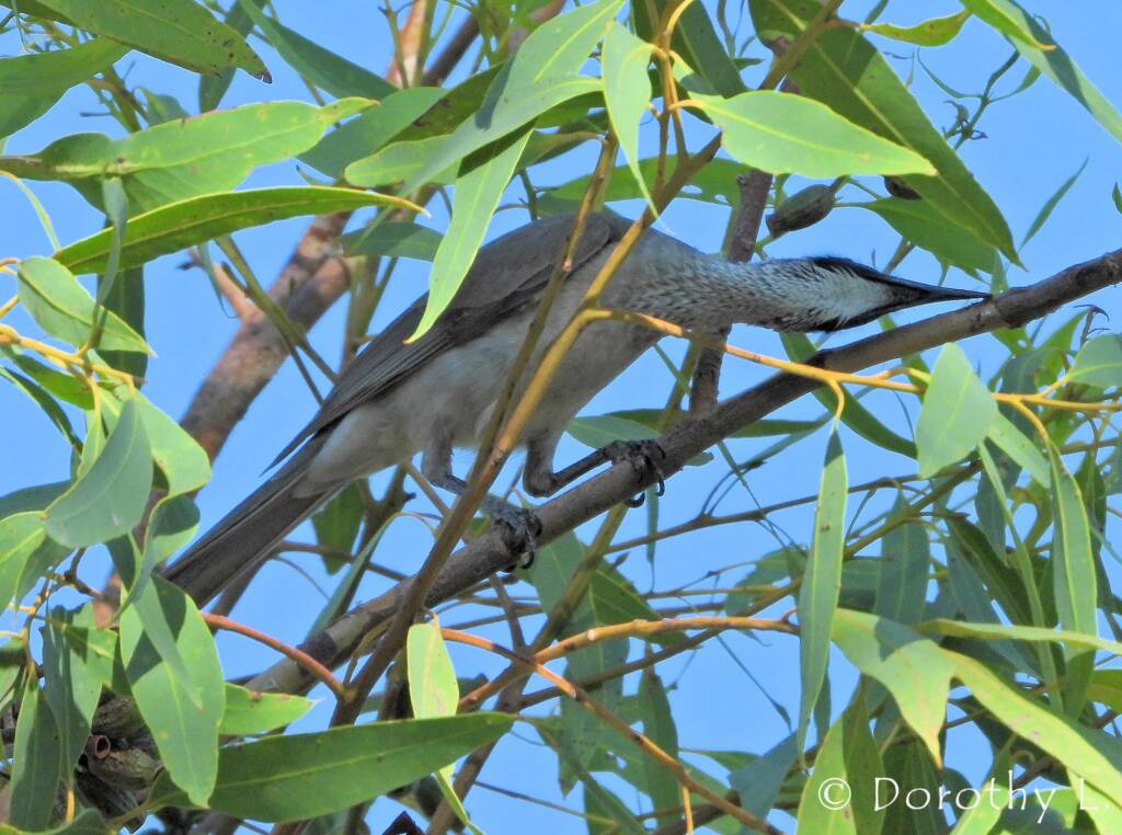 Silver-crowned Friarbird (Philemon argenticeps)