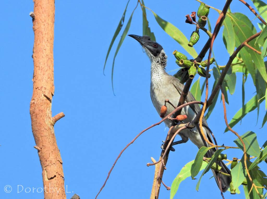 Silver-crowned Friarbird (Philemon argenticeps)