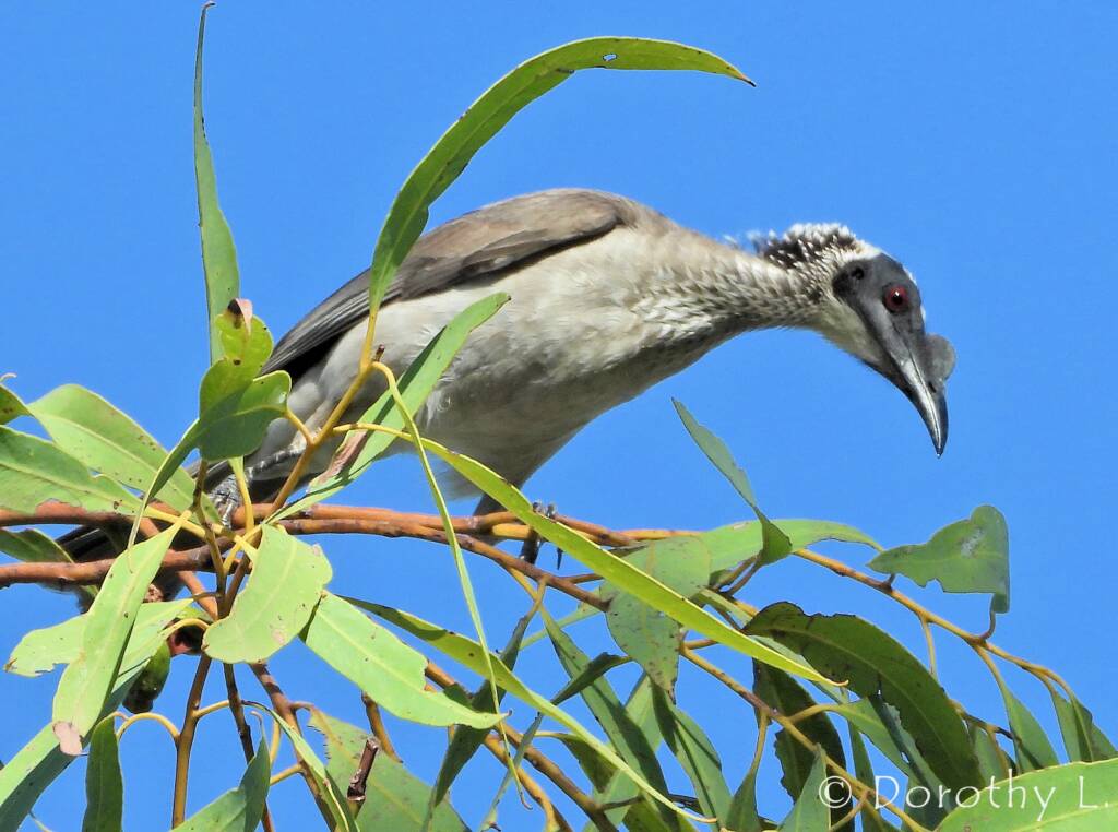 Silver-crowned Friarbird (Philemon argenticeps)