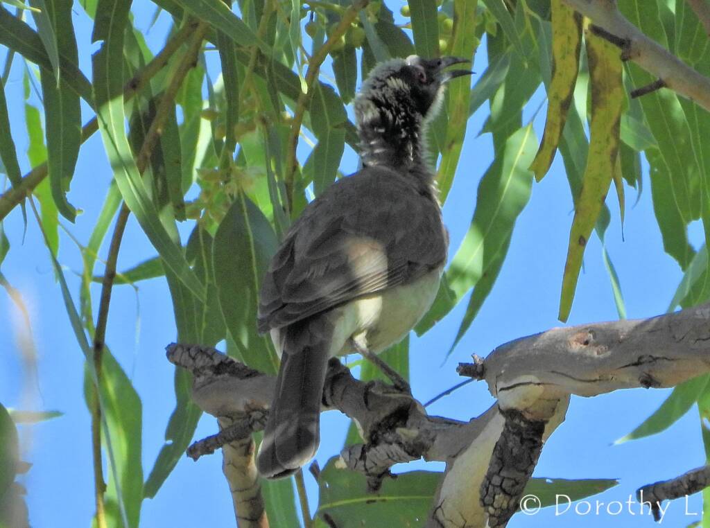 Silver-crowned Friarbird (Philemon argenticeps)
