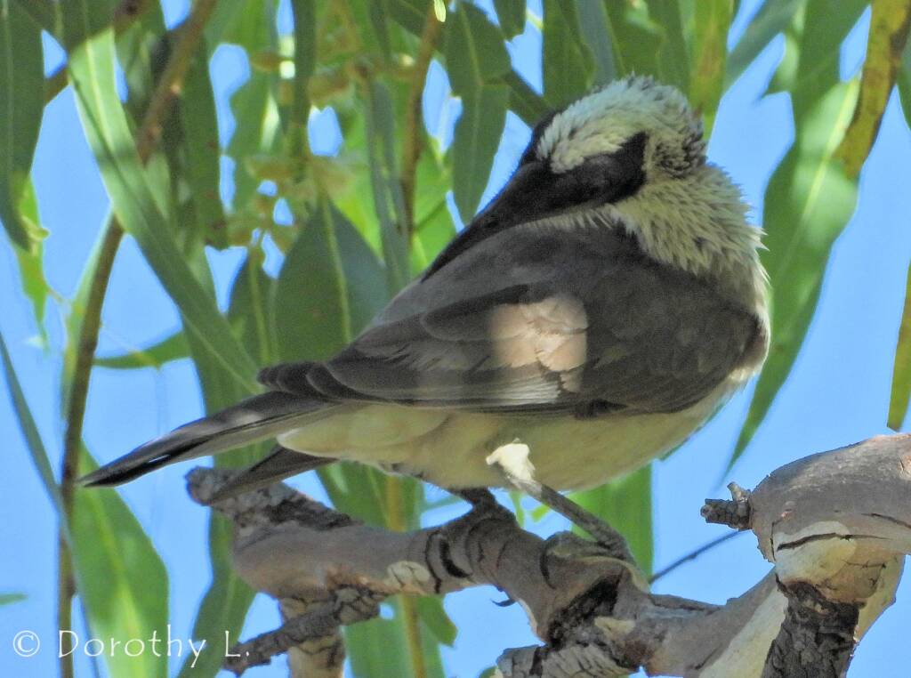 Silver-crowned Friarbird (Philemon argenticeps)