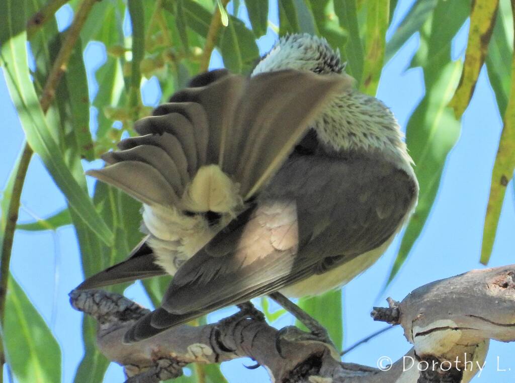 Silver-crowned Friarbird (Philemon argenticeps)