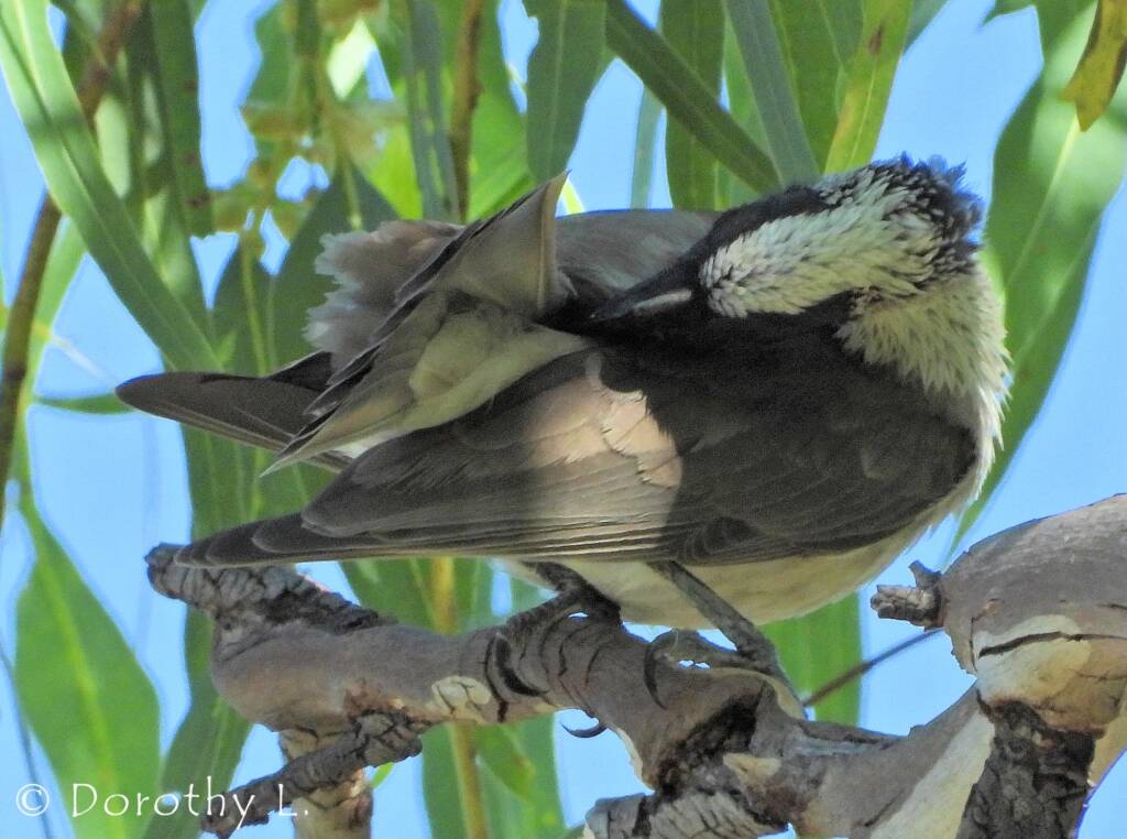 Silver-crowned Friarbird (Philemon argenticeps)