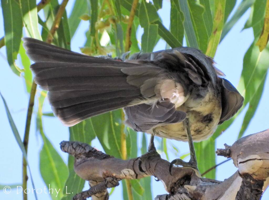Silver-crowned Friarbird (Philemon argenticeps)