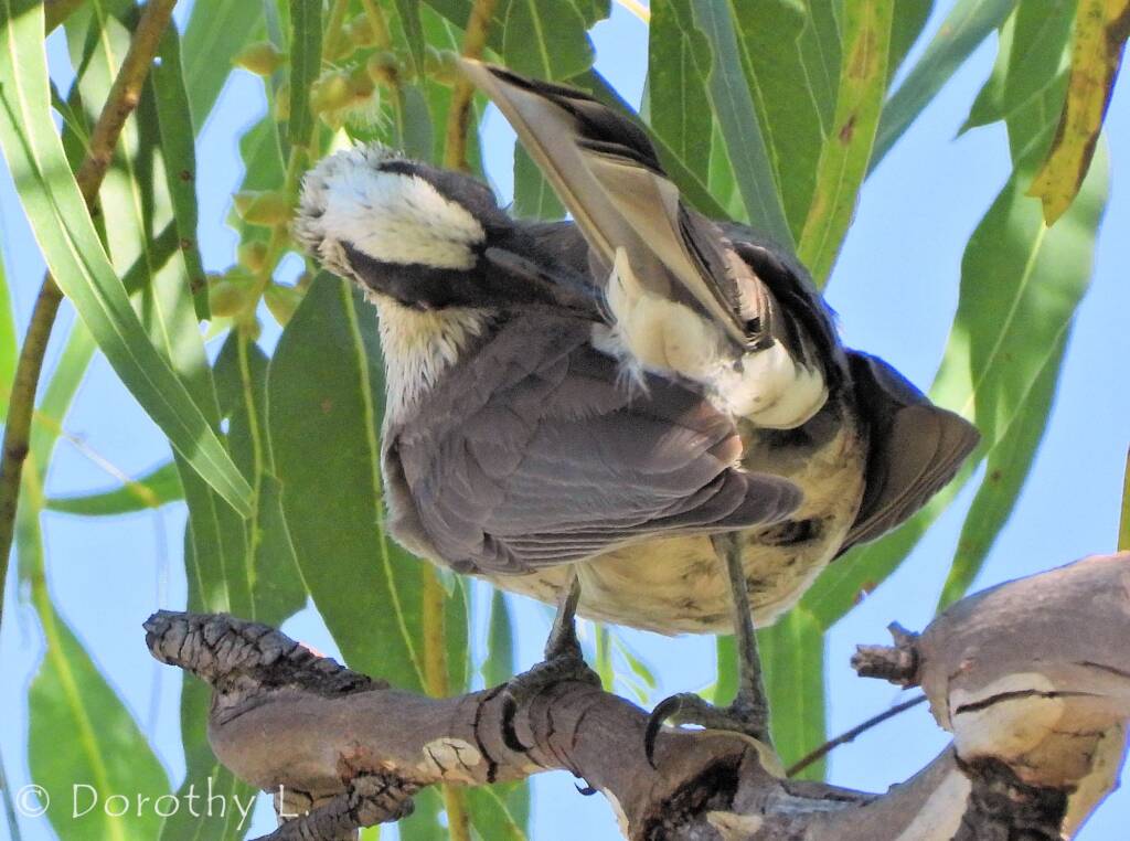 Silver-crowned Friarbird (Philemon argenticeps)