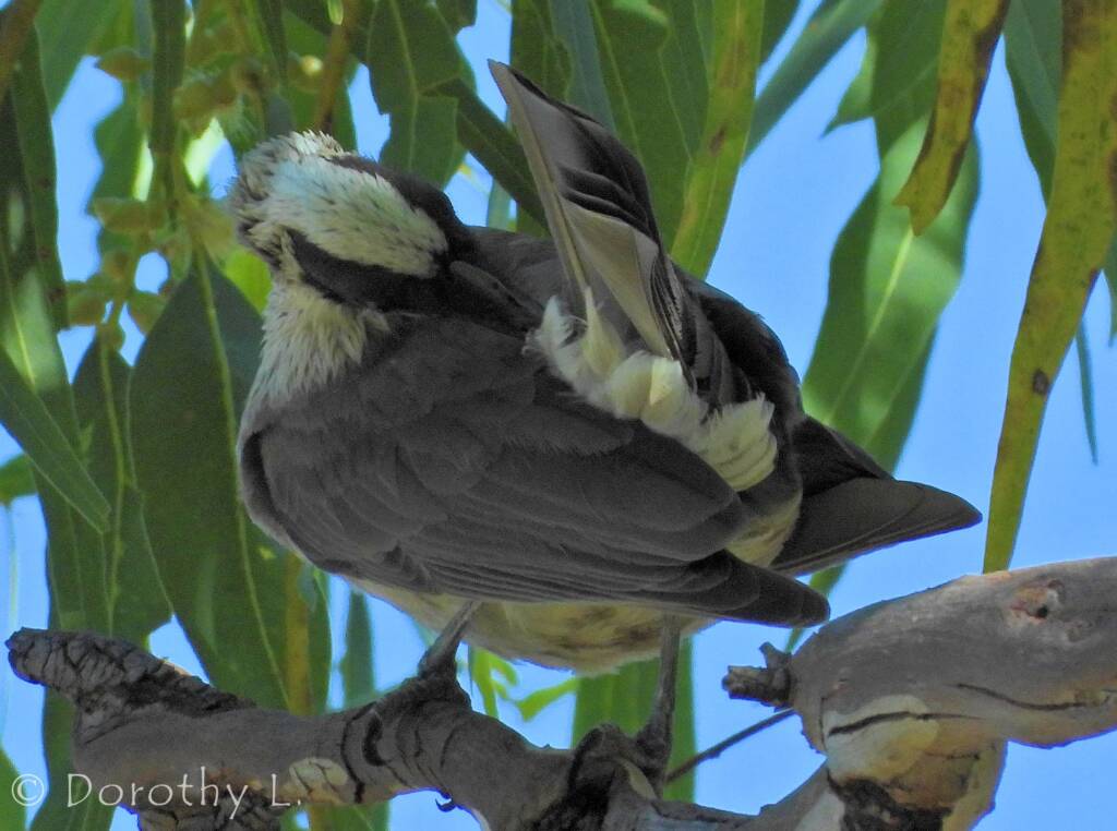 Silver-crowned Friarbird (Philemon argenticeps)