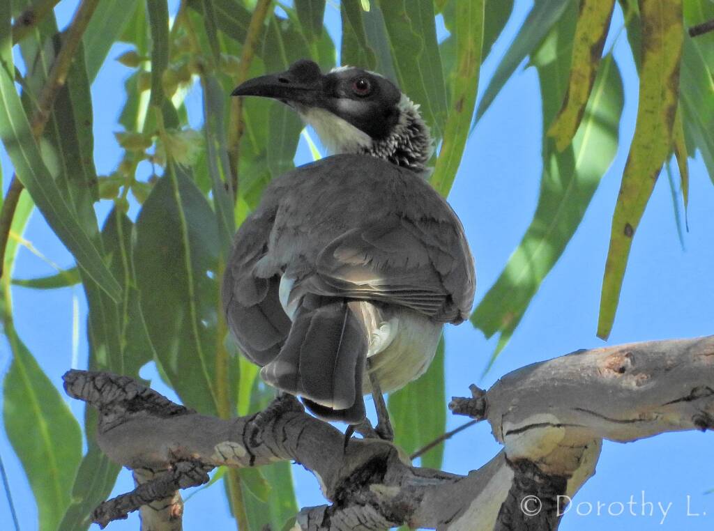 Silver-crowned Friarbird (Philemon argenticeps)