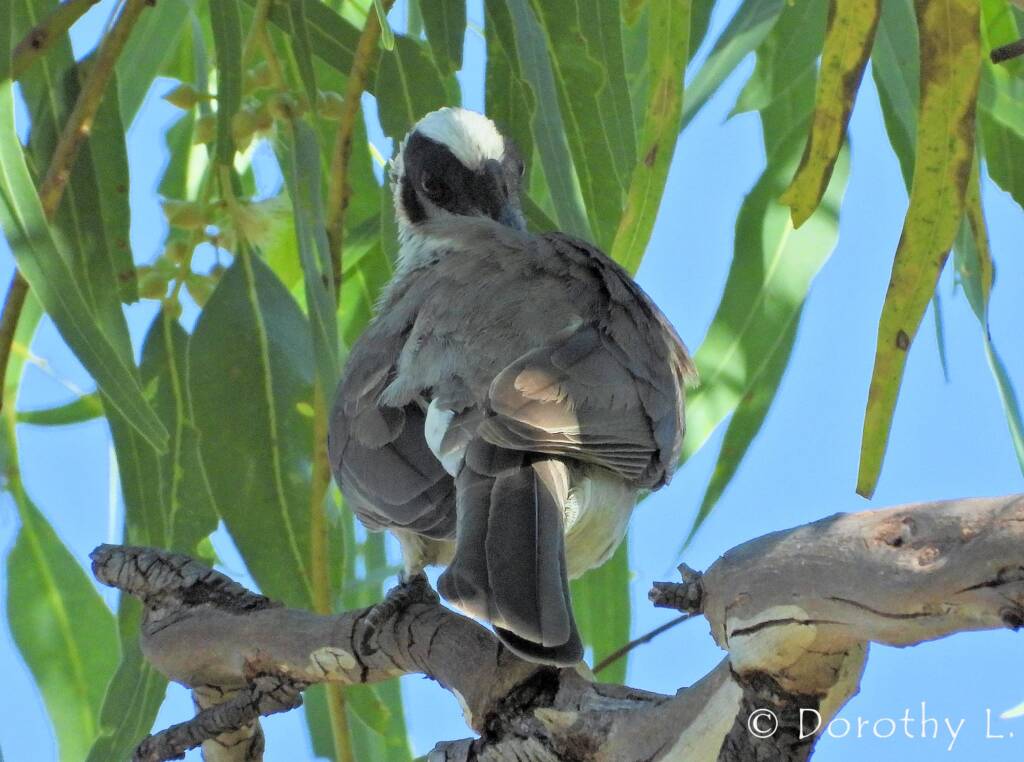 Silver-crowned Friarbird (Philemon argenticeps)