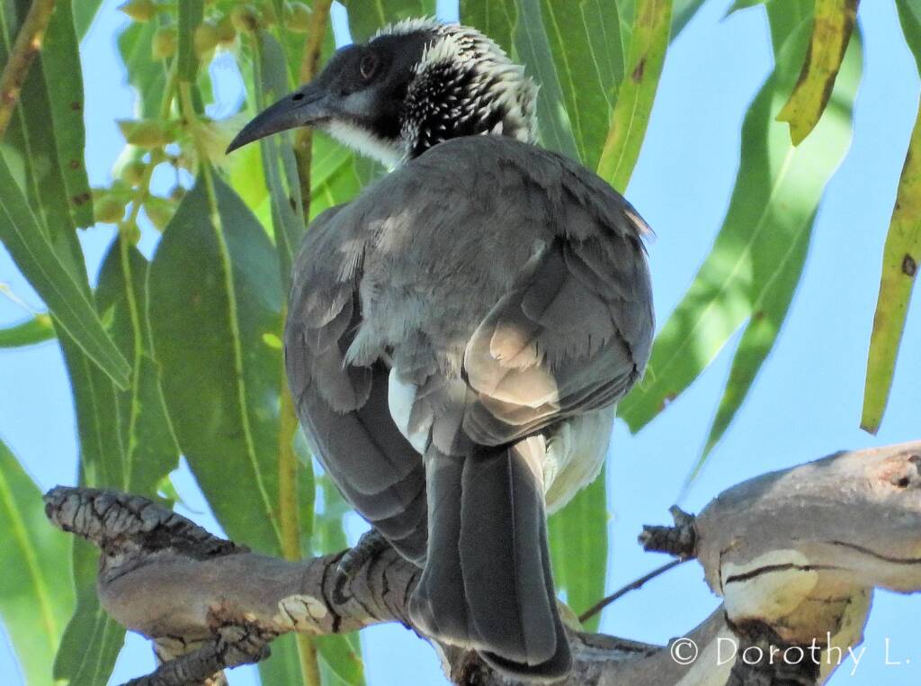 Silver-crowned Friarbird (Philemon argenticeps)