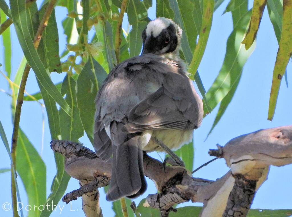 Silver-crowned Friarbird (Philemon argenticeps)