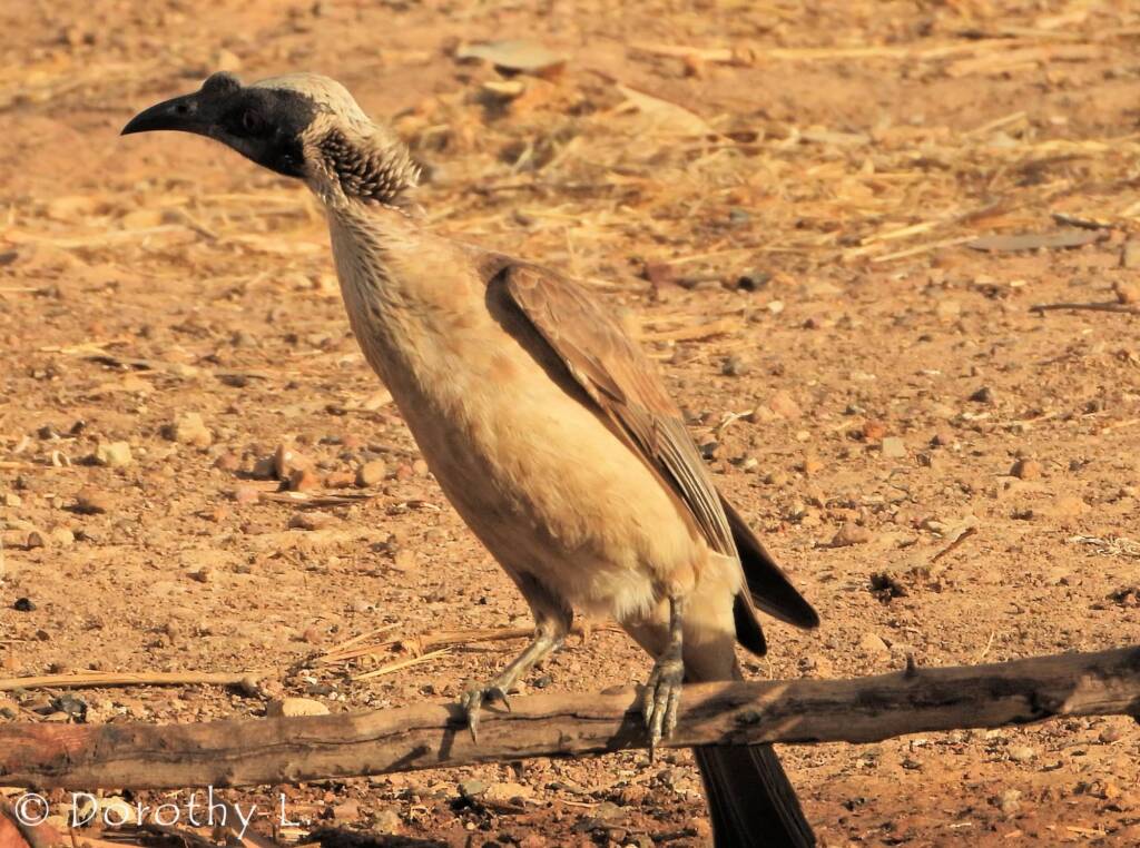 Silver-crowned Friarbird and Little Friarbird