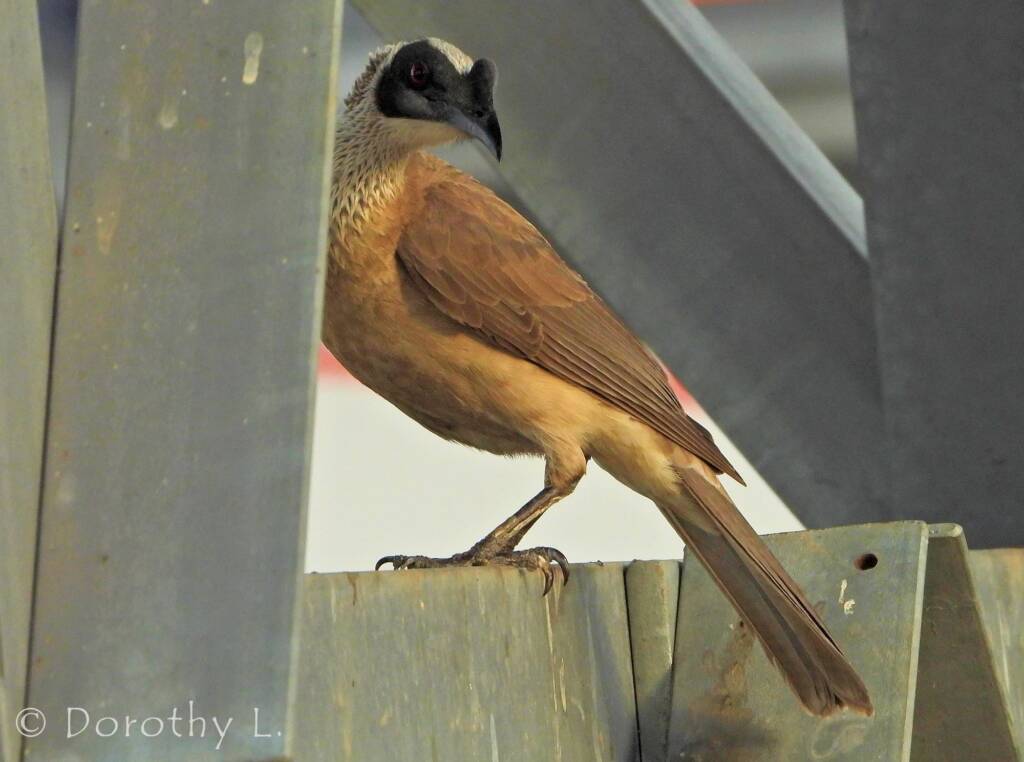 Silver-crowned Friarbird (Philemon argenticeps)