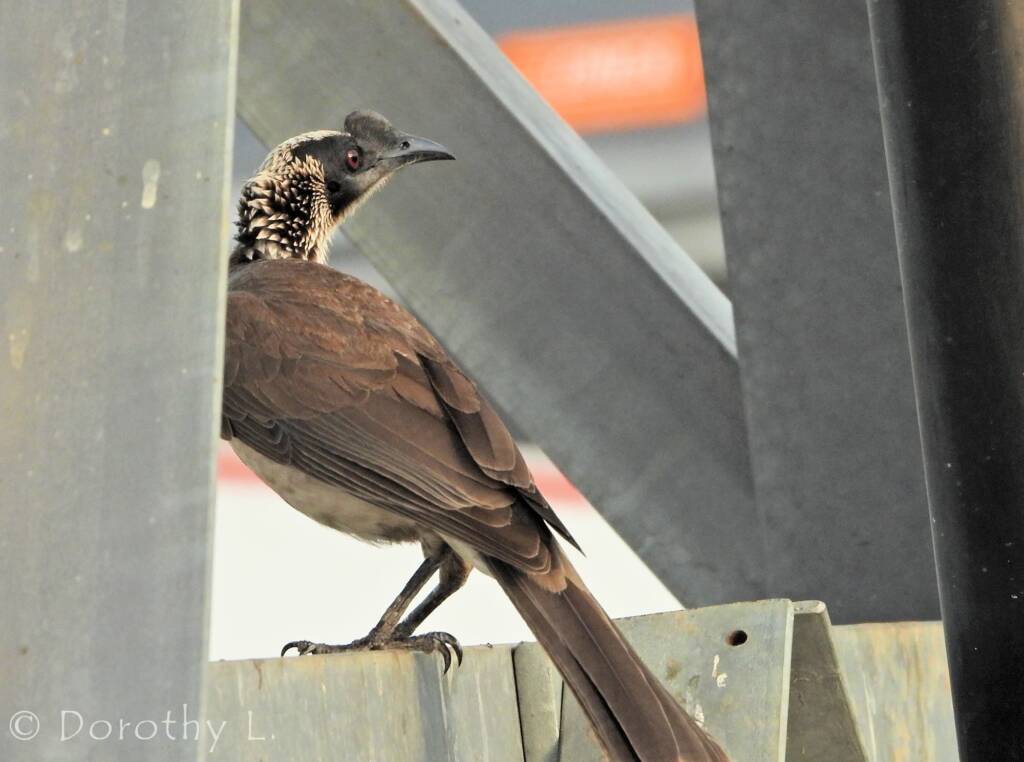 Silver-crowned Friarbird (Philemon argenticeps)