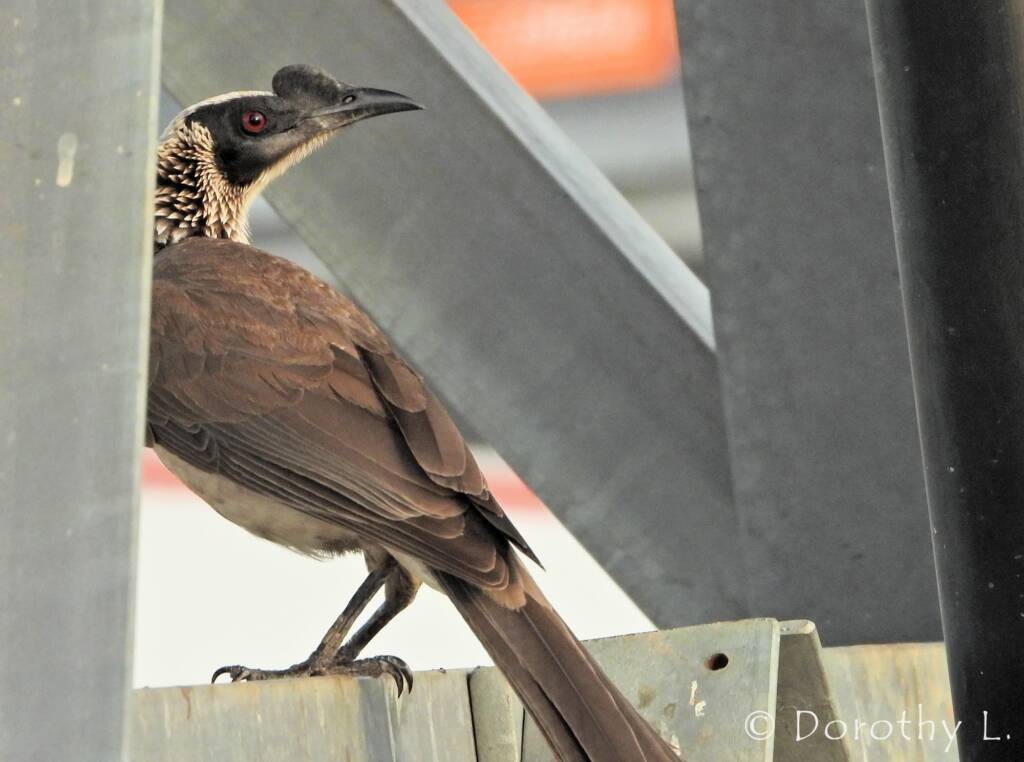 Silver-crowned Friarbird (Philemon argenticeps)
