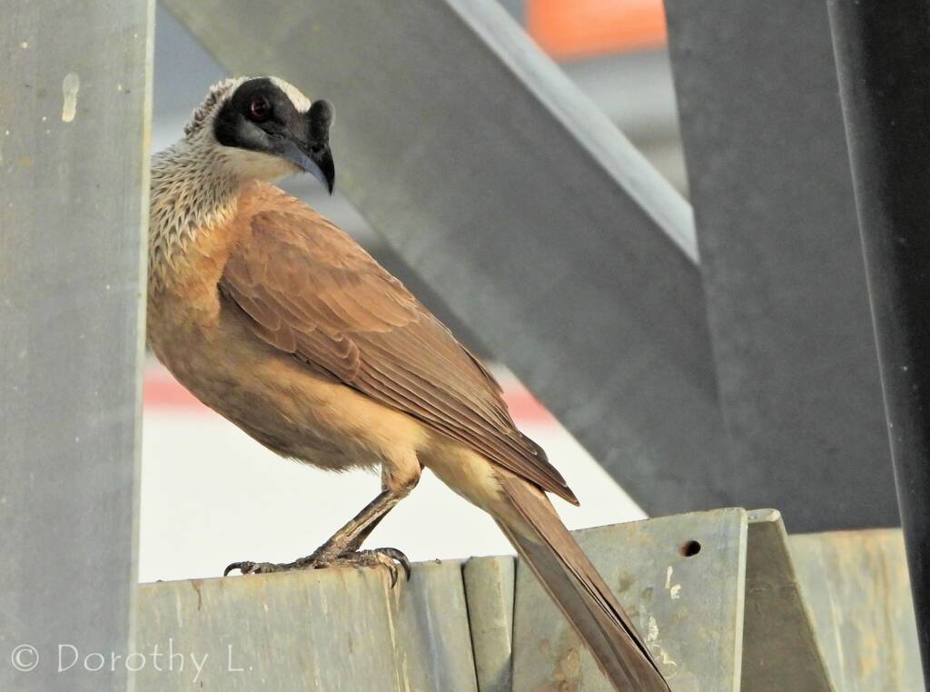 Silver-crowned Friarbird (Philemon argenticeps)