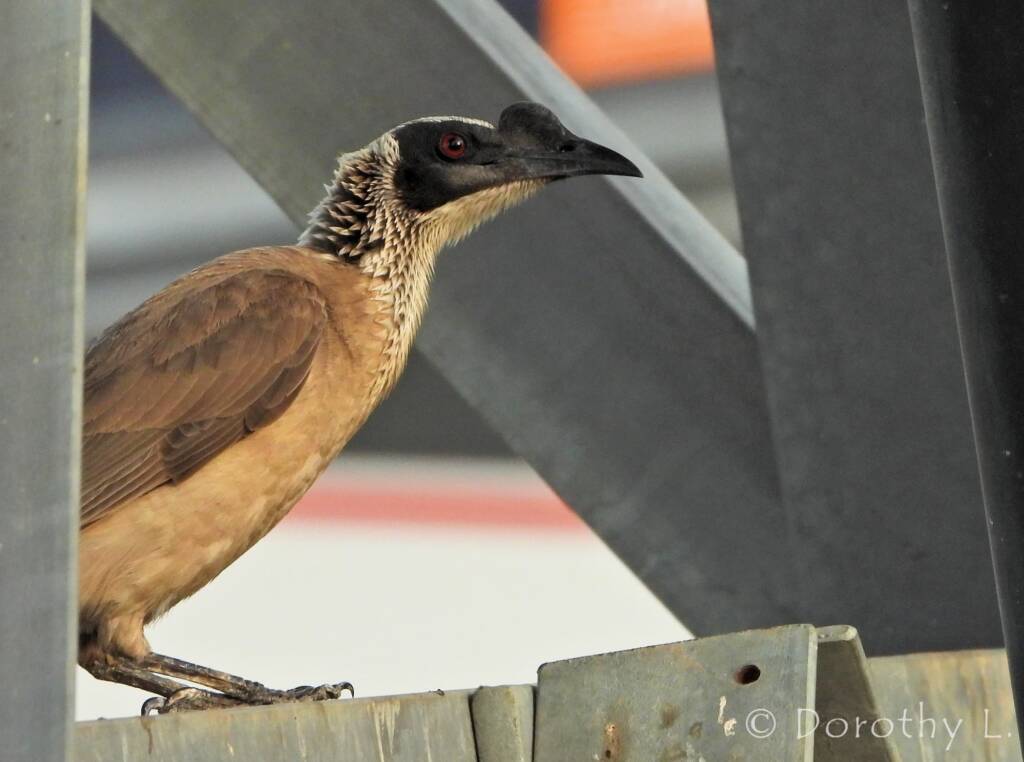 Silver-crowned Friarbird (Philemon argenticeps)