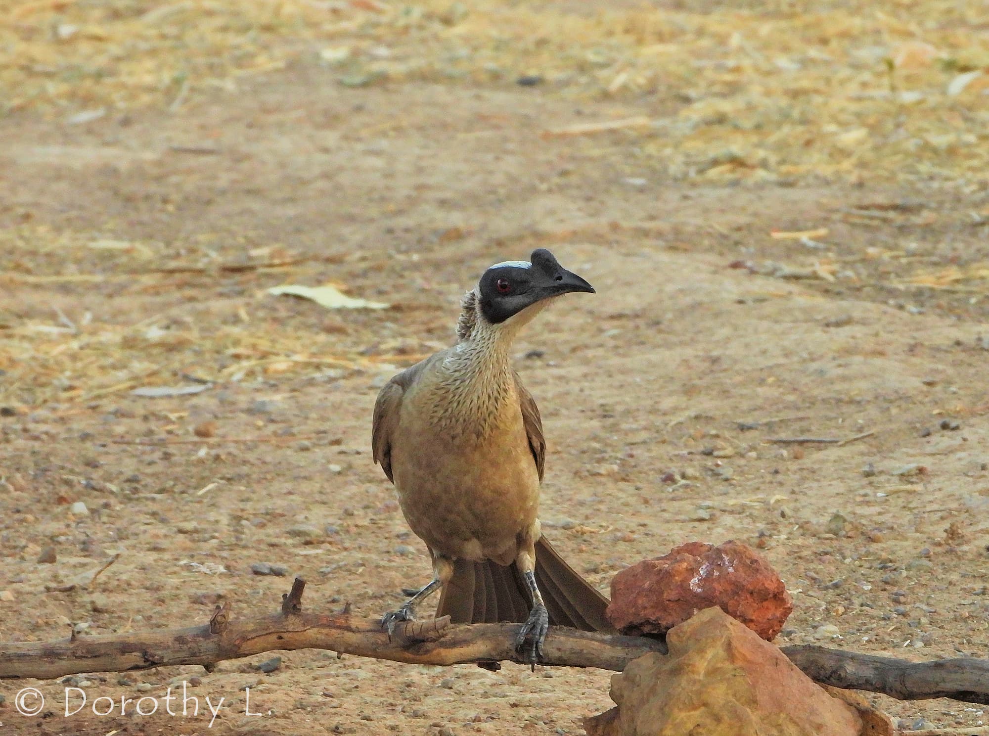 Silver-crowned Friarbird (Philemon argenticeps)