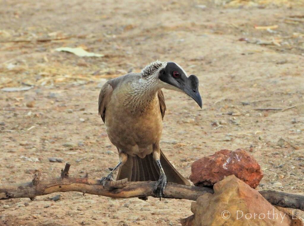 Silver-crowned Friarbird (Philemon argenticeps)