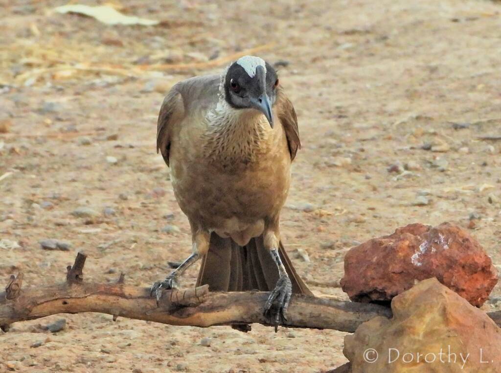 Silver-crowned Friarbird (Philemon argenticeps)