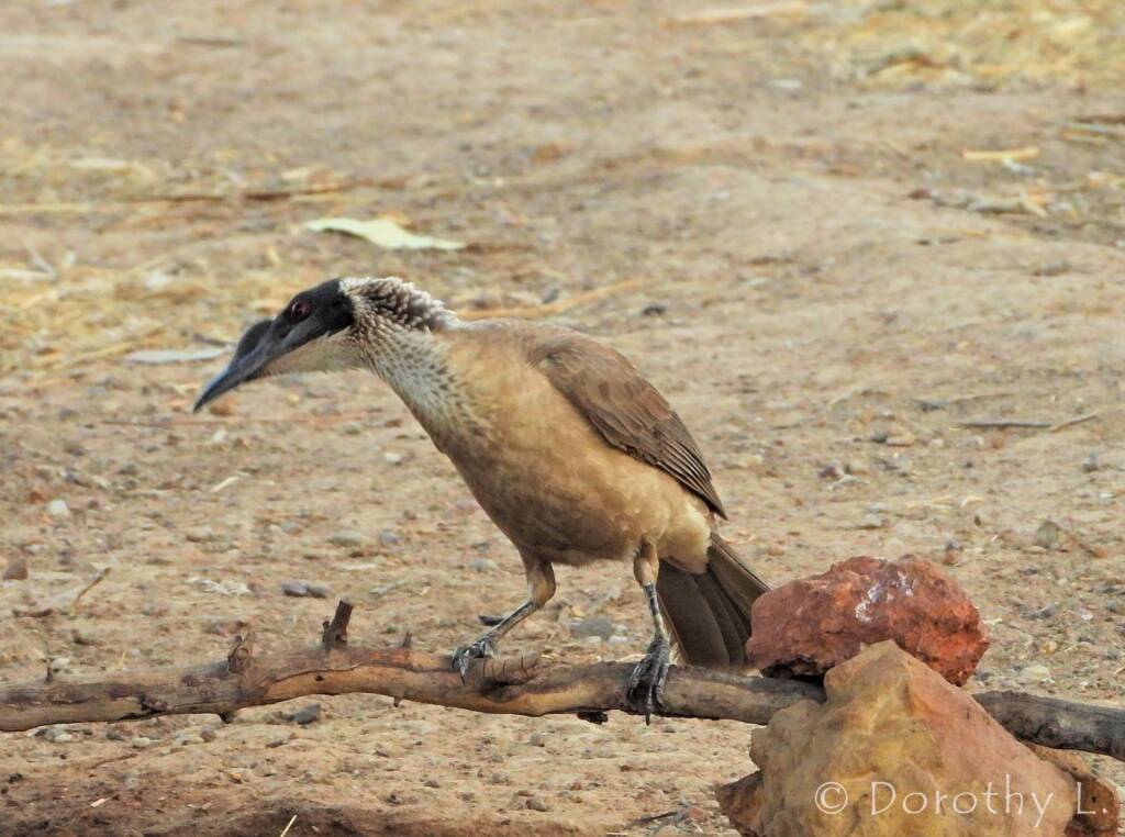 Silver-crowned Friarbird (Philemon argenticeps)