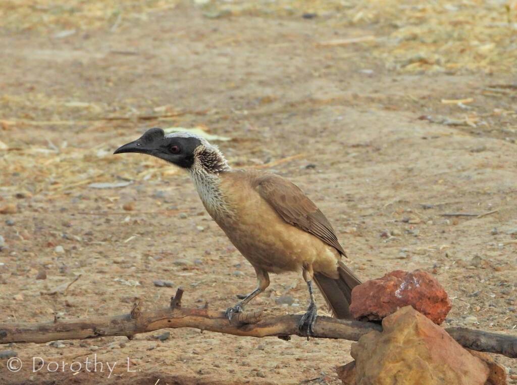 Silver-crowned Friarbird (Philemon argenticeps)