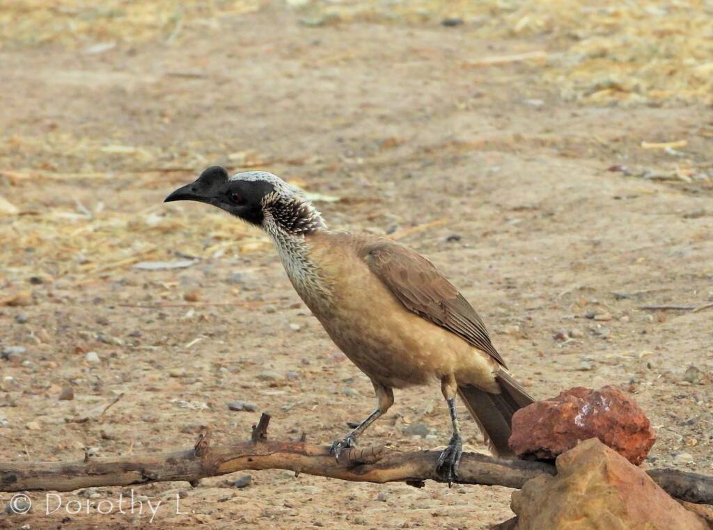 Silver-crowned Friarbird (Philemon argenticeps)