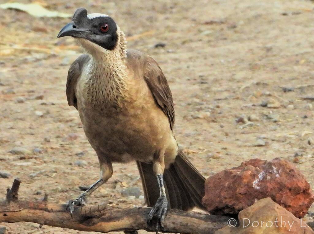 Silver-crowned Friarbird (Philemon argenticeps)