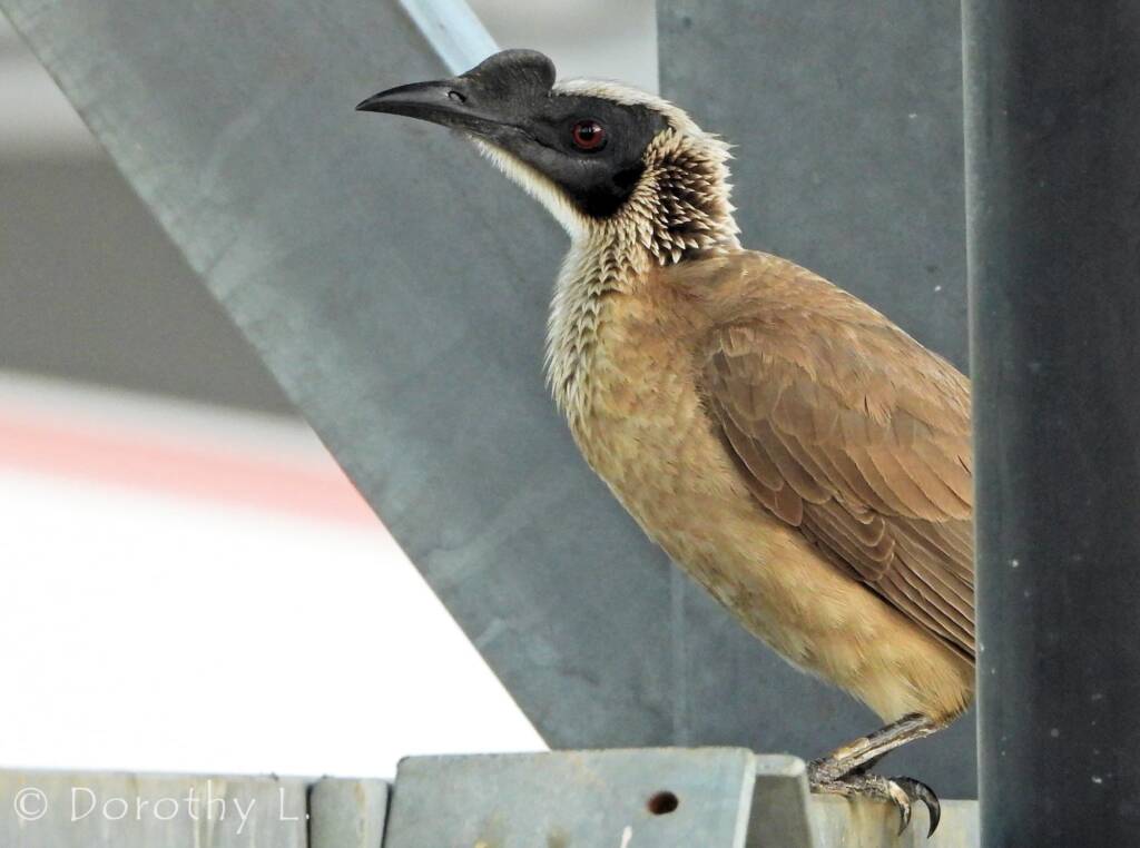 Silver-crowned Friarbird (Philemon argenticeps)