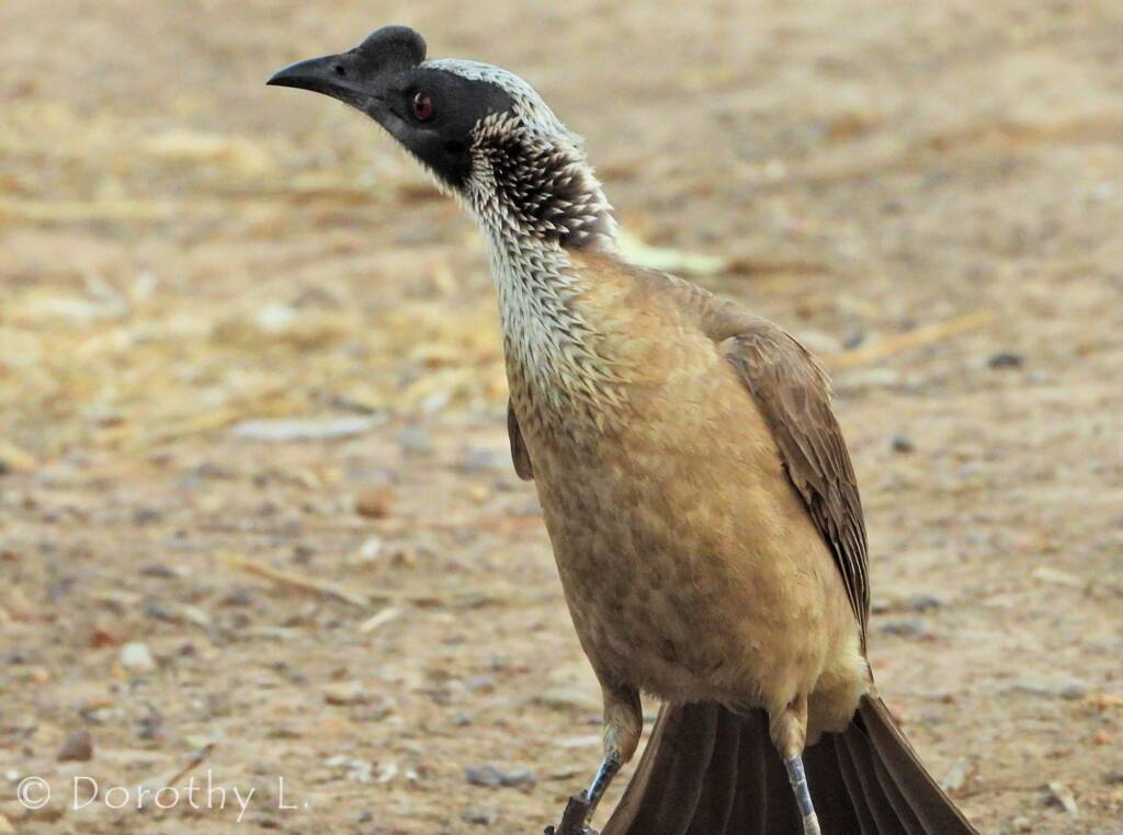 Silver-crowned Friarbird (Philemon argenticeps)