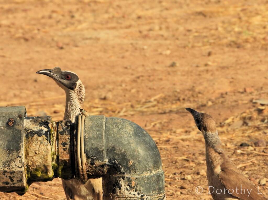 Silver-crowned Friarbird and Little Friarbird