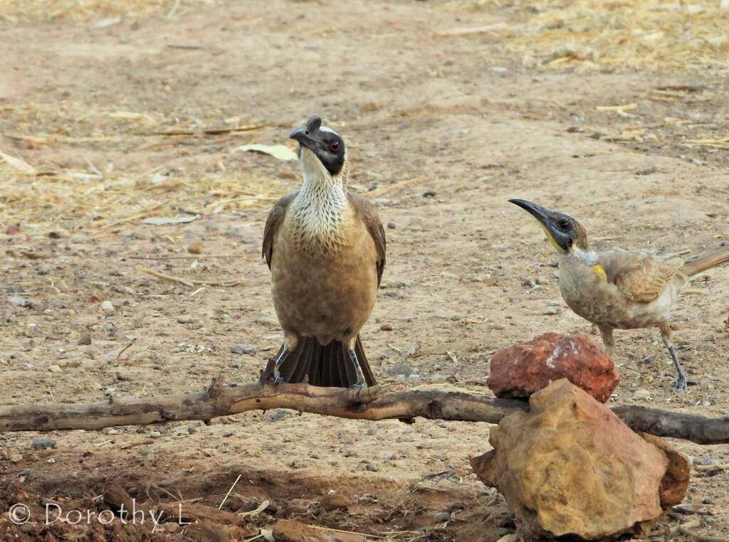 Silver-crowned Friarbird and Little Friarbird